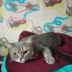 Подробнее об объявлении «Белово Пропал кот татьяна» Фото: пропала кошка  «Белово Пропал кот татьяна» в г. Белово