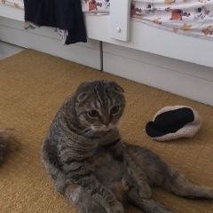 Подробнее об объявлении «Видное Пропал кот» Фото: пропала кошка Британская короткошерстная кошка «Видное Пропал кот» в г. Видное