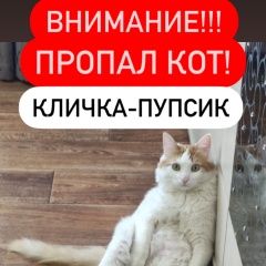 Подробнее об объявлении «Астрахань Пропал кот» Фото: пропала кошка  «Астрахань Пропал кот» в г. Астрахань