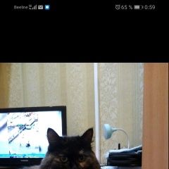 Подробнее об объявлении «Пропала кошка Иркутск» Фото: пропала кошка  «Пропала кошка Иркутск» в г. Иркутск