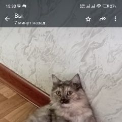 Подробнее об объявлении «Пропала кошка, кошечка. кличка мася. длинношер Алматы (Алма-Ата)» Фото: пропала кошка  «Пропала кошка, кошечка. кличка мася. длинношер...» в г. Алматы (Алма-Ата)