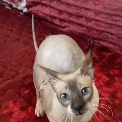 Подробнее об объявлении «Шлиссельбург Пропала кошка сфинкс» Фото: пропала кошка Сфинкс «Шлиссельбург Пропала кошка сфинкс» в г. Шлиссельбург