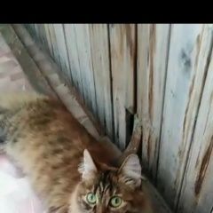 Подробнее об объявлении «Северск Пропала кошка рыся» Фото: пропала кошка  «Северск Пропала кошка рыся» в г. Северск