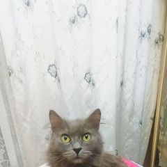 Подробнее об объявлении «Щербинка Пропала кошка» Фото: пропала кошка  «Щербинка Пропала кошка» в г. Щербинка