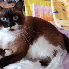 Подробнее об объявлении «Пропала кошка на дачном участке 10км кош Стрежевой» Фото: пропала кошка  «Пропала кошка на дачном участке 10км кош Стрежевой» в г. Стрежевой