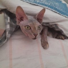 Подробнее об объявлении «Пропала кошка. Армавир» Фото: пропала кошка Сфинкс «Пропала кошка. Армавир» в г. Армавир