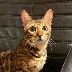 Подробнее об объявлении «Видное Пропала кошка породы бенгальская» Фото: пропала кошка Бенгальская кошка «Видное Пропала кошка породы бенгальская» в г. Видное