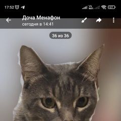 Подробнее об объявлении «Геленджик Пропал кот мурзик» Фото: пропала кошка  «Геленджик Пропал кот мурзик» в г. Геленджик