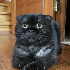 Подробнее об объявлении «Лобня Пропала кошка» Фото: пропала кошка  «Лобня Пропала кошка» в г. Лобня