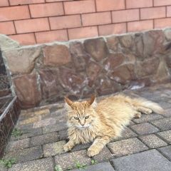 Подробнее об объявлении «Пропала кошка Армавир» Фото: пропала кошка Мейн-кун «Пропала кошка Армавир» в г. Армавир