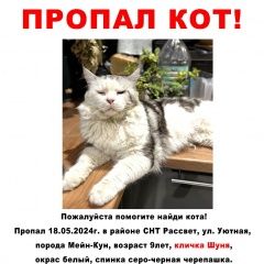 Подробнее об объявлении «Геленджик Пропал кот крик души.» Фото: пропала кошка Мейн-кун «Геленджик Пропал кот крик души.» в г. Геленджик