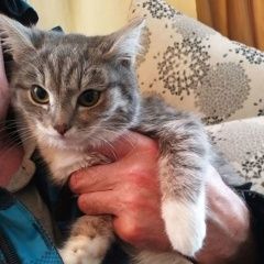 Подробнее об объявлении «Пропала кошка убежала на жд вокзале. вознаграждение Киселевск» Фото: пропала кошка  «Пропала кошка убежала на жд вокзале....» в г. Киселевск
