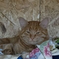 Подробнее об объявлении «Пропал кот рыжий Троицк» Фото: пропала кошка  «Пропал кот рыжий Троицк» в г. Троицк