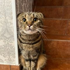 Подробнее об объявлении «Конаково Пропала кошка» Фото: пропала кошка  «Конаково Пропала кошка» в г. Конаково
