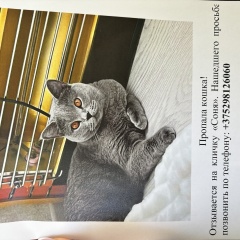 ���� ������� ����� ���������� �����