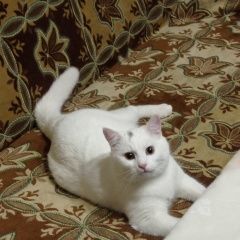 Подробнее об объявлении «Брянск Пропал кот» Фото: пропала кошка  «Брянск Пропал кот» в г. Брянск