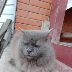 Подробнее об объявлении «Ломоносов Пропал кот серый кот страшила.» Фото: пропала кошка  «Ломоносов Пропал кот серый кот страшила.» в г. Ломоносов