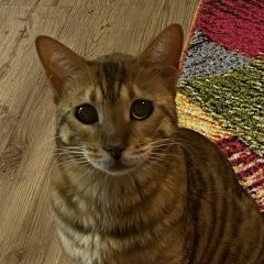Подробнее об объявлении «Пропал кот бенгальской породы Черниговка» Фото: пропала кошка Бенгальская кошка «Пропал кот бенгальской породы Черниговка» в г. Черниговка