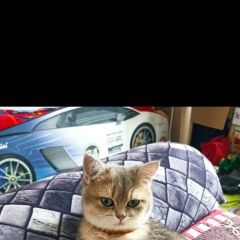 Подробнее об объявлении «Ставрополь Пропала кошка» Фото: пропала кошка  «Ставрополь Пропала кошка» в г. Ставрополь