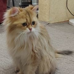 Подробнее об объявлении «Иркутск Пропала кошка первомайский» Фото: пропала кошка Британская длинношерстная кошка «Иркутск Пропала кошка первомайский» в г. Иркутск