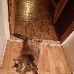 Подробнее об объявлении «Пропала кошка поселок рассудово Троицк» Фото: пропала кошка  «Пропала кошка поселок рассудово Троицк» в г. Троицк