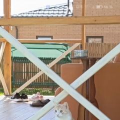 Подробнее об объявлении «Киржач Пропал кот» Фото: пропала кошка  «Киржач Пропал кот» в г. Киржач