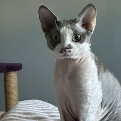 Подробнее об объявлении «Электроугли Пропал кот порода девон рекс» Фото: пропала кошка  «Электроугли Пропал кот порода девон рекс» в г. Электроугли