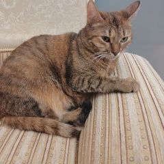 Подробнее об объявлении «Пропала кошка Одинцово» Фото: пропала кошка  «Пропала кошка Одинцово» в г. Одинцово