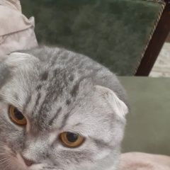 Подробнее об объявлении «Пропала кошка Арамиль» Фото: пропала кошка  «Пропала кошка Арамиль» в г. Арамиль
