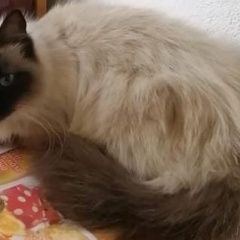 Подробнее об объявлении «Пропала кошка 26 мая Анапа» Фото: пропала кошка Невская маскарадная «Пропала кошка 26 мая Анапа» в г. Анапа