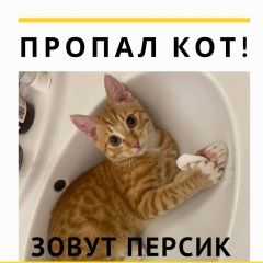 Подробнее об объявлении «Пропал кот подозреваемых, что украли Серпухов» Фото: пропала кошка  «Пропал кот подозреваемых, что украли Серпухов» в г. Серпухов