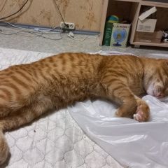 Подробнее об объявлении «Набережные Челны Пропал кот.» Фото: пропала кошка  «Набережные Челны Пропал кот.» в г. Набережные Челны