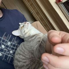 Подробнее об объявлении «Ангарск Пропала кошка тел.» Фото: пропала кошка  «Ангарск Пропала кошка тел.» в г. Ангарск