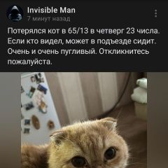 Подробнее об объявлении «Набережные Челны Пропал кот в 65 комплексе» Фото: пропала кошка Британская длинношерстная кошка «Набережные Челны Пропал кот в 65 комплексе» в г. Набережные Челны