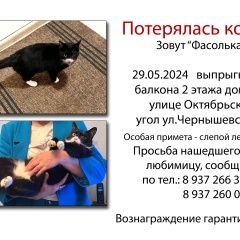 Подробнее об объявлении «Саратов Пропала кошка помогите пожалуйста найти кошку» Фото: пропала кошка  «Саратов Пропала кошка помогите пожалуйста найти...» в г. Саратов