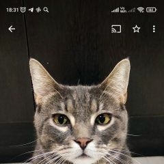 Подробнее об объявлении «Геленджик Пропал кот мурзик» Фото: пропала кошка  «Геленджик Пропал кот мурзик» в г. Геленджик