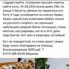 Подробнее об объявлении «Белгород Пропал кот» Фото: пропала кошка  «Белгород Пропал кот» в г. Белгород