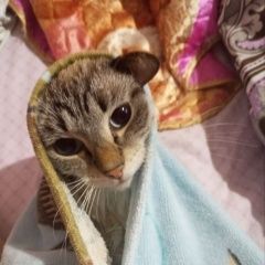 Подробнее об объявлении «Ангарск Пропал кот» Фото: пропала кошка  «Ангарск Пропал кот» в г. Ангарск