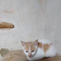 Подробнее об объявлении «Донецк (ДНР) Пропал кот ик» Фото: пропала кошка  «Донецк (ДНР) Пропал кот ик» в г. Донецк (ДНР)