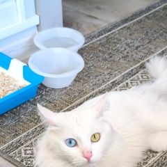 Подробнее об объявлении «Пропал кот белый котик с разными глазками Реутов» Фото: пропала кошка Турецкая ангора «Пропал кот белый котик с разными глазками Реутов» в г. Реутов