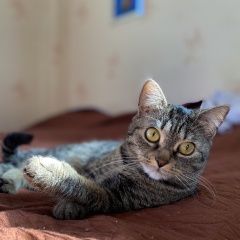 Подробнее об объявлении «Ставрополь Пропала кошка» Фото: пропала кошка  «Ставрополь Пропала кошка» в г. Ставрополь