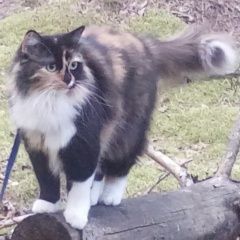 Подробнее об объявлении «Луга Пропала кошка с 27 апреля не видели кошку» Фото: пропала кошка  «Луга Пропала кошка с 27 апреля не видели кошку» в г. Луга