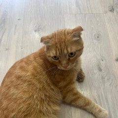 Подробнее об объявлении «Кропоткин Пропал кот» Фото: пропала кошка  «Кропоткин Пропал кот» в г. Кропоткин