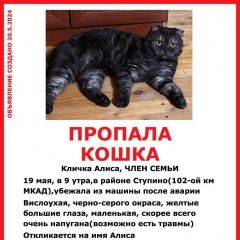 Подробнее об объявлении «Ступино Пропала кошка» Фото: пропала кошка Скоттиш фолд (шотландская вислоухая) «Ступино Пропала кошка» в г. Ступино