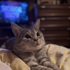 ���� ������ ��� ����� ��������� ���