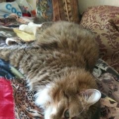 Подробнее об объявлении «Пропал кот. на ул. лещинского Минск» Фото: пропала кошка  «Пропал кот. на ул. лещинского Минск» в г. Минск