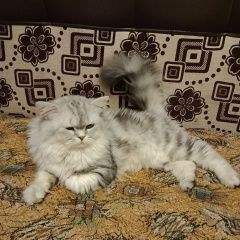Подробнее об объявлении «Пропал кот мальчик. всего боится Омск» Фото: пропала кошка  «Пропал кот мальчик. всего боится Омск» в г. Омск