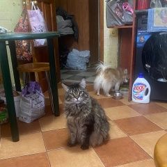 Подробнее об объявлении «Пропала кошка Балашиха» Фото: пропала кошка  «Пропала кошка Балашиха» в г. Балашиха