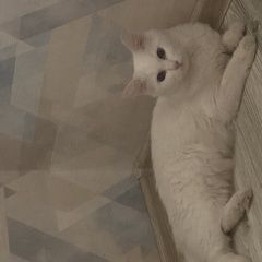 Подробнее об объявлении «Благовещенск (Амурская обл.) Пропала кошка турецкая ангора» Фото: пропала кошка  «Благовещенск (Амурская обл.) Пропала кошка...» в г. Благовещенск (Амурская обл.)