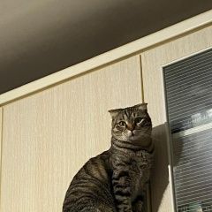 Подробнее об объявлении «Пропала кошка на ул попова 128 Смоленск» Фото: пропала кошка  «Пропала кошка на ул попова 128 Смоленск» в г. Смоленск